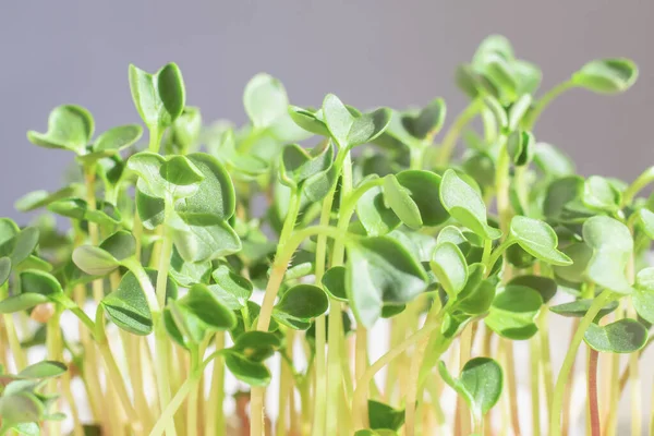Pencere kenarında turp filizleri filizlenir. Yaklaş, güneş ışığı. Yumuşak odak.