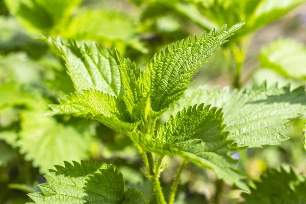 Isırgan otu bitkisi. Isırgan yaprakları yaklaşıyor. Yumuşak odak.