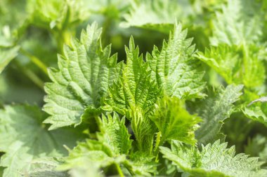 Yeşil ısırgan otu bitkisi. Isırgan yaprakları yaklaşıyor. Seçici odak.