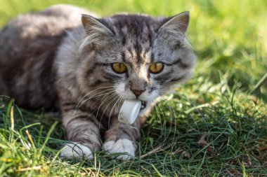Yumuşak bir kedi dişinde plastik bir şişe kapağı taşır..