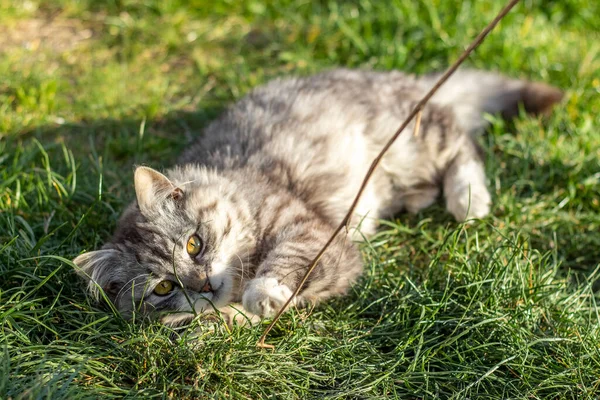 Fluffy Cat Lies Grass Sunny Lawn — Stock Photo, Image