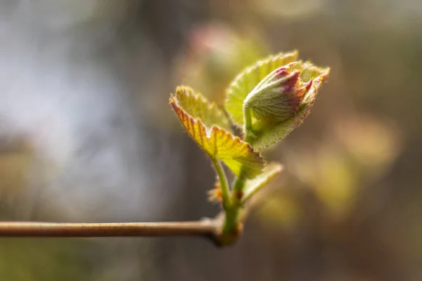 Close-up of young grape leaves on vine trunk. Evening light. Selective focus, blurred background. — Stock Image Close Young Grape Leaves Vine Trunk Evening Light Selective Focus Stock Image