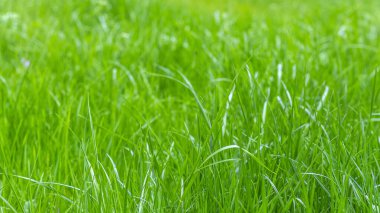 Yeşil çimenli, soyut bir yaz geçmişi. Yumuşak odak, bulanık arkaplan.