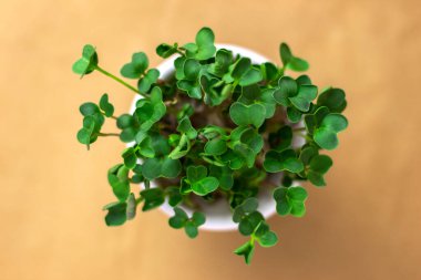 Kahverengi arka planda beyaz tencerede mikroçerezler. Üst görünüm.