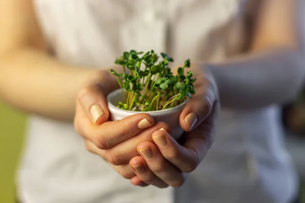 Tangan Wanita Memegang Pot Putih Kecil Dengan Microgreens Cahaya Dari — Stok Foto