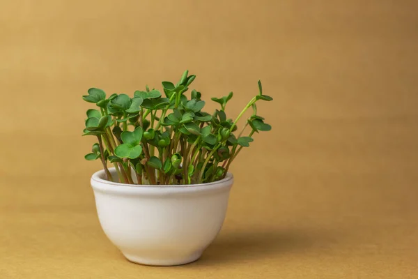 Pot Keramik Buatan Tangan Putih Dengan Microgreens Pada Latar Belakang — Stok Foto