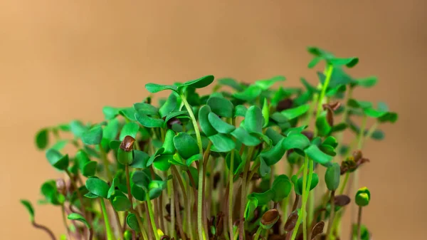 Microverdi Sfondo Marrone Primo Piano Focus Selettivo Sfondo Sfocato — Foto Stock