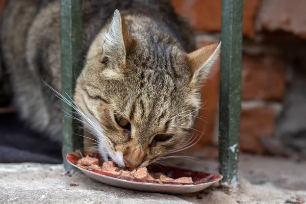 Фото Сумного Вуличного Кота Їсть Їжу Прихованому Місці — стокове фото