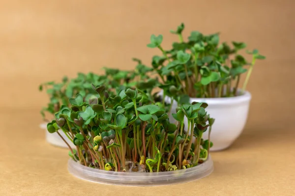 Microgreens Cultivan Casa Tapas Plástico Taza Cerámica Fondo Marrón Foco — Foto de Stock