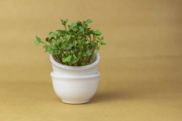Pot Keramik Buatan Tangan Putih Dengan Microgreens Pada Latar Belakang — Stok Foto