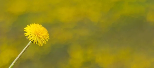 黄色蒲公英花头 有选择性的焦点模糊的背景摘要全景照片 — 图库照片