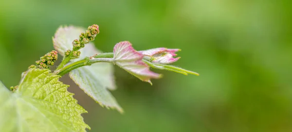 Pequeño Racimo Uvas Jóvenes Hojas Uva Jóvenes Tronco Vid Enfoque — Foto de Stock