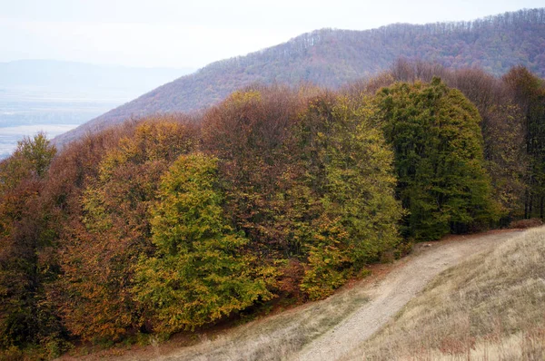 Vue Panoramique Forêt Automne Montagnes Des Carpates Ukraine Plan Horizontal — Photo