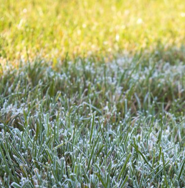 Çimlerde sabah çiği. Doğa Arkaplanı.
