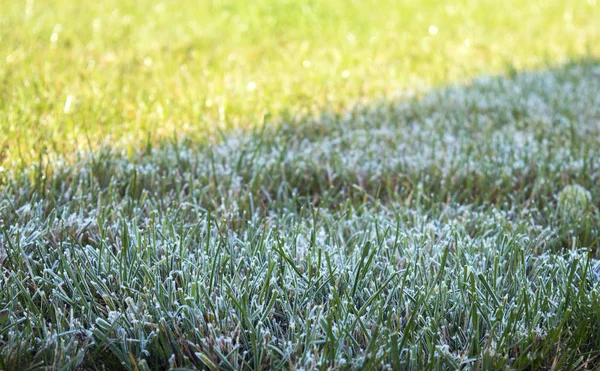 Morning Dew Grass Nature Background — Stock Photo, Image