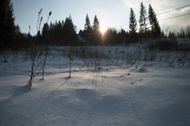 Ormanda kış günü gün batımı, Karpat Dağları, Ukrayna