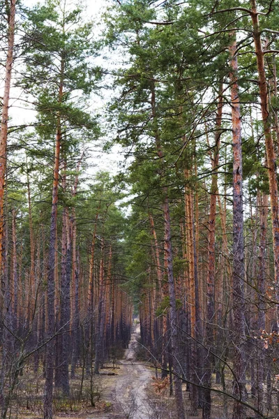 Jalan Antara Pohon Pinus Hutan Landcsape — Stok Foto