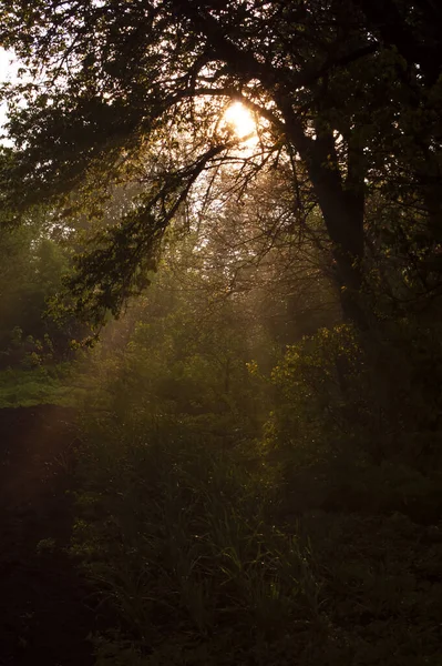 Zonnestralen Stromen Door Bomen Mistig Bos Regen — Stockfoto