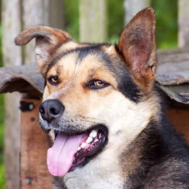 Ahşap köpek kulübesinde Alman çoban köpeği