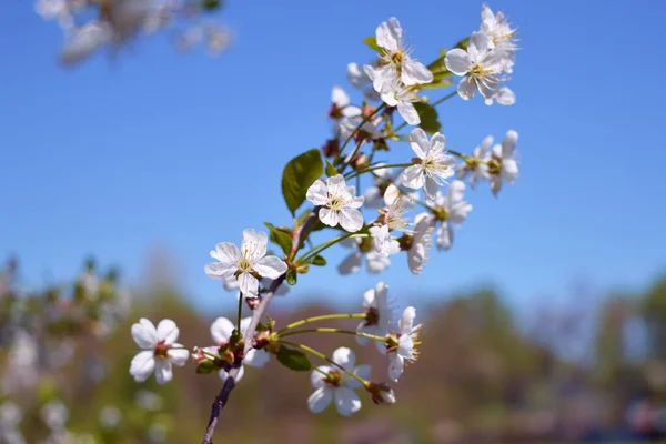 Blossom Apple Tree Early Spring — Stock Photo, Image