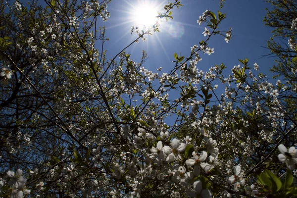 Fleur Pommier Début Printemps Sur Fond Soleil — Photo