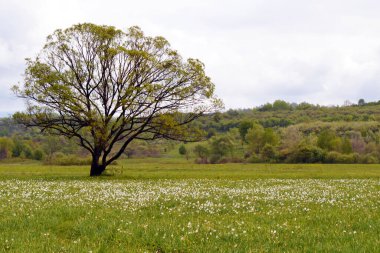 Ortasında ağaç olan beyaz narsisli çayır.