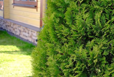 Bahçede yeşil çalılar. Patika yakınındaki çalı