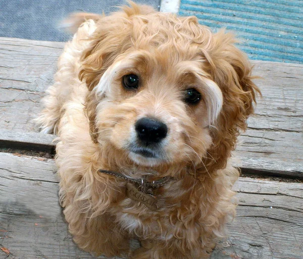 Filhote Cachorro Cocker Spaniel Senta Alpendre Madeira — Fotografia de Stock