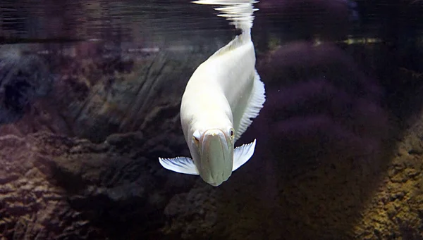 水族館での白身魚の泳ぎ — ストック写真
