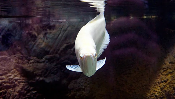 Peces Blancos Nadan Acuario —  Fotos de Stock