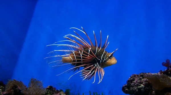 Kleiner Stachelfisch Schwimmt Aquarium — Stockfoto