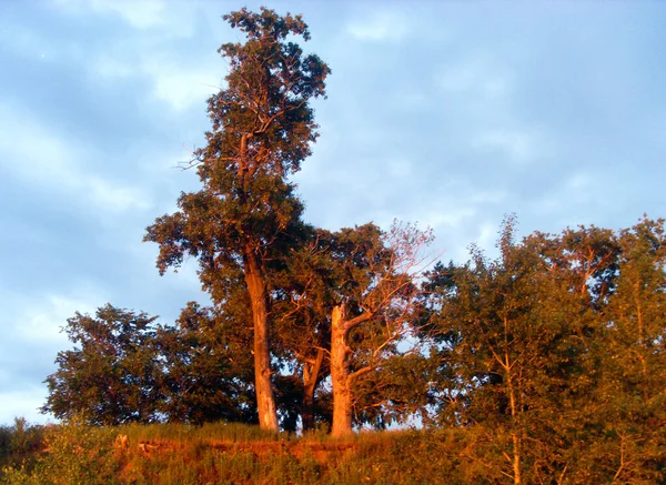 Wysokie Stare Drzewa Zachodzie Słońca — Zdjęcie stockowe