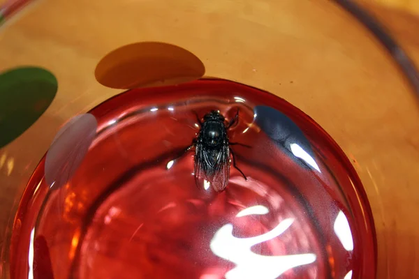 Mosca flota en un vaso de jugo — Foto de Stock