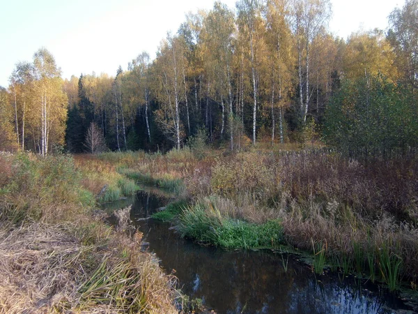 Petite Rivière Dans Forêt Automne — Photo