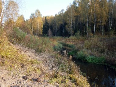 Sonbahar ormanında küçük bir nehir.