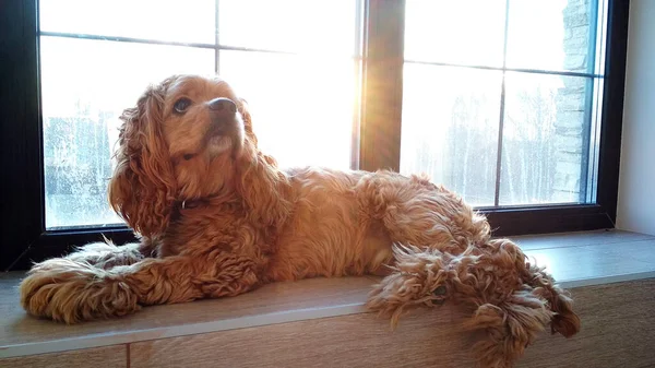 Собака лежить на вікні на світанку — стокове фото