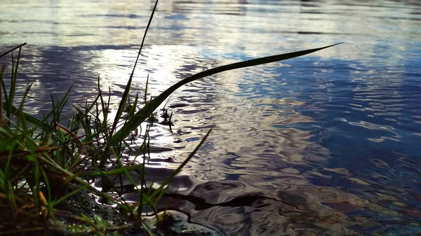 Hierba Verde Crece Orilla Del Río — Foto de Stock