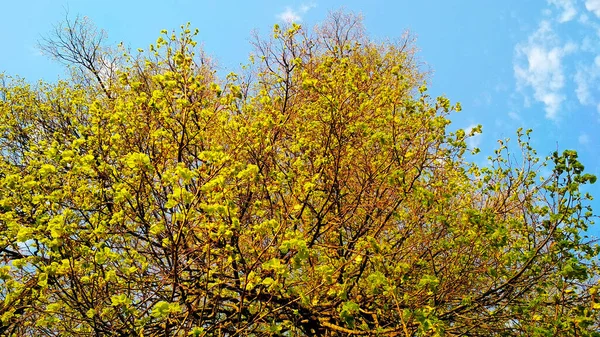 Κίτρινο Στέμμα Του Ανοιξιάτικου Δέντρου Ενάντια Στον Ουρανό — Φωτογραφία Αρχείου