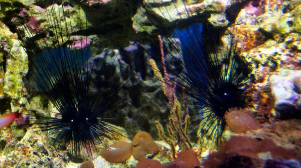 海底的大黑海胆 — 图库照片