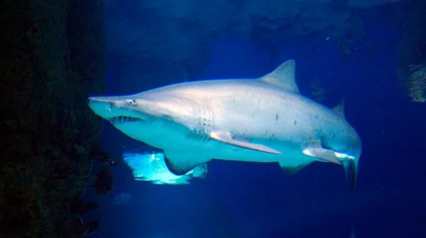 Tubarão Malvado Procura Presas — Fotografia de Stock