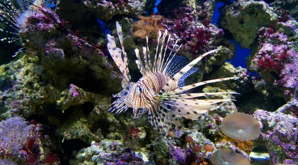 Peixes Multicoloridos Nadam Debaixo Água Aquário — Fotografia de Stock