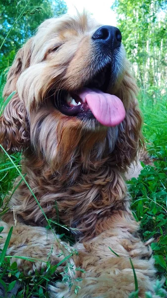 Kudłaty Pies Cocker Spaniel Leży Trawie Wystawia Jego Język — Zdjęcie stockowe