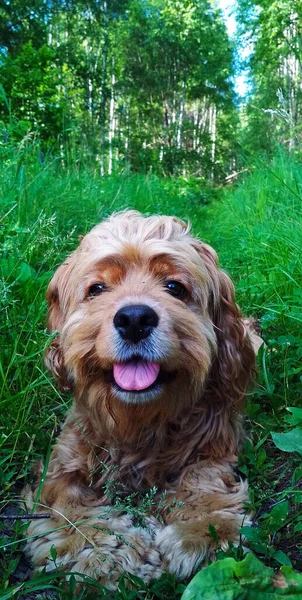 シャギー犬のコッカー スパニエルは草の中に横たわって舌を突き出す — ストック写真