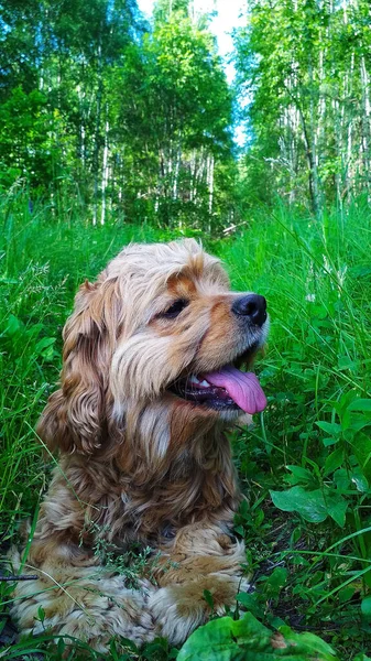 Desgrenhado Cão Cocker Spaniel Encontra Grama — Fotografia de Stock