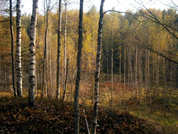 秋の森の白樺の木 — ストック写真