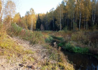 Sonbahar ormanında küçük bir nehir