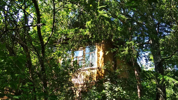 Maison Bois Parmi Feuillage Des Arbres — Photo