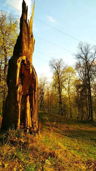 tree broken by lightning in the woods