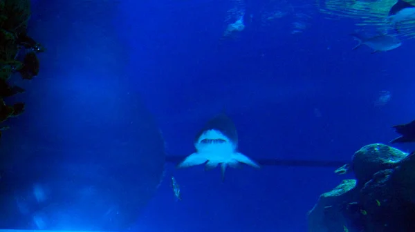 Tubarão Grande Nada Azul Subaquático — Fotografia de Stock