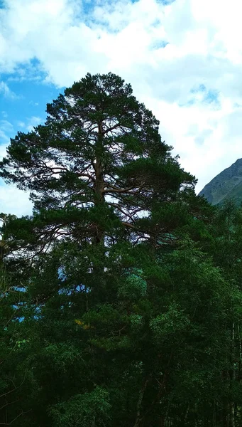 Fitta Foresta Verde Nuvole Blu — Foto Stock